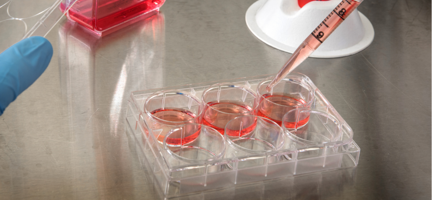 How to Detect Cell Culture Contamination GoldBio